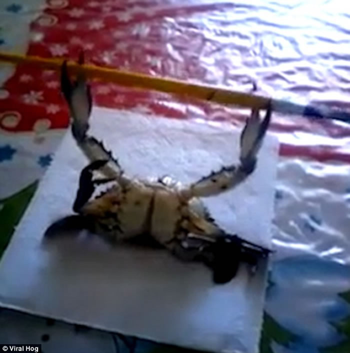 �з����𻭱��ߺ� ����Ϊ������ʩ������