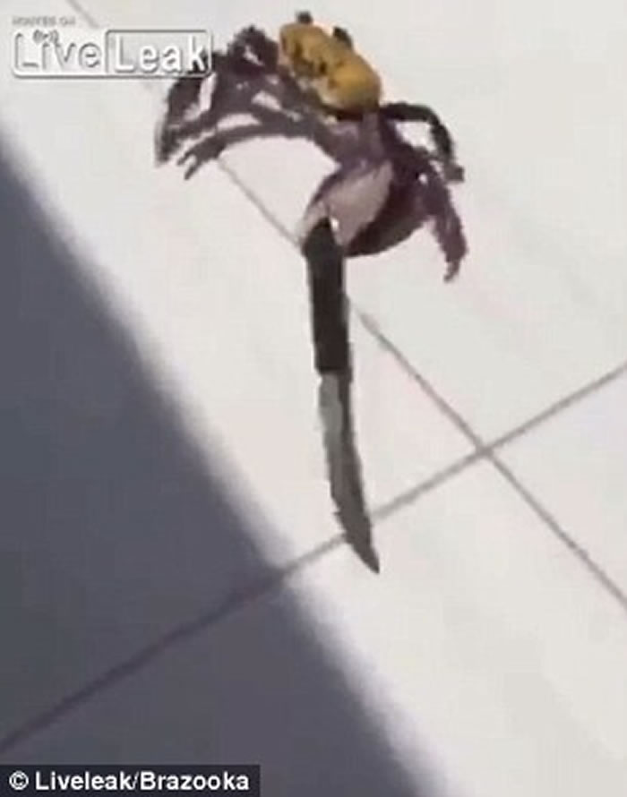 һֻзӵҪζȵĳʦߺ