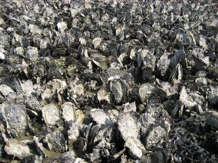 塑料微粒污染物可能让太平洋牡蛎和其他海洋双壳类动物濒危