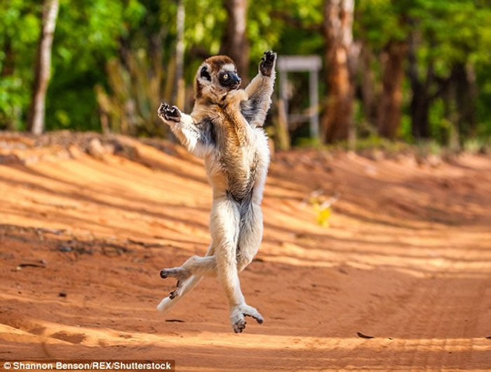 现实版《马达加斯加》:著名野生动物摄影师Shannon Benson拍到野生狐猴的逗趣画面