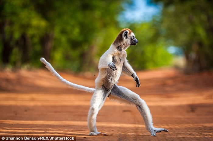 现实版《马达加斯加》:著名野生动物摄影师Shannon Benson拍到野生狐猴的逗趣画面