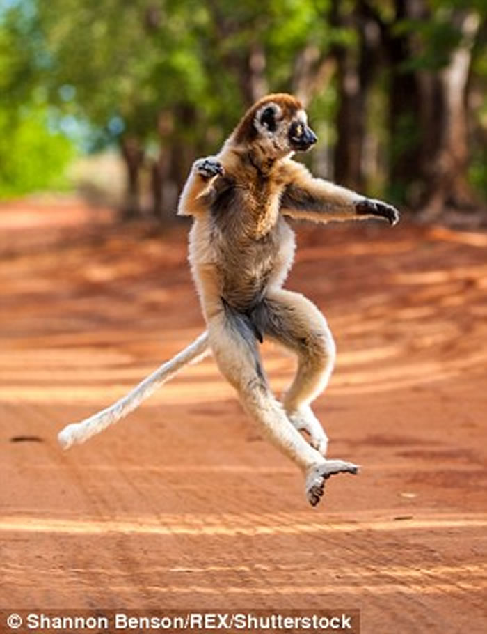 现实版《马达加斯加》:著名野生动物摄影师Shannon Benson拍到野生狐猴的逗趣画面