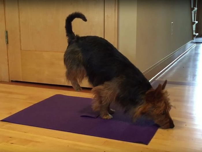 ����һֻ�Ĵ����ǹ�ȮJudy�����ܶ��٤�����ߺ�����