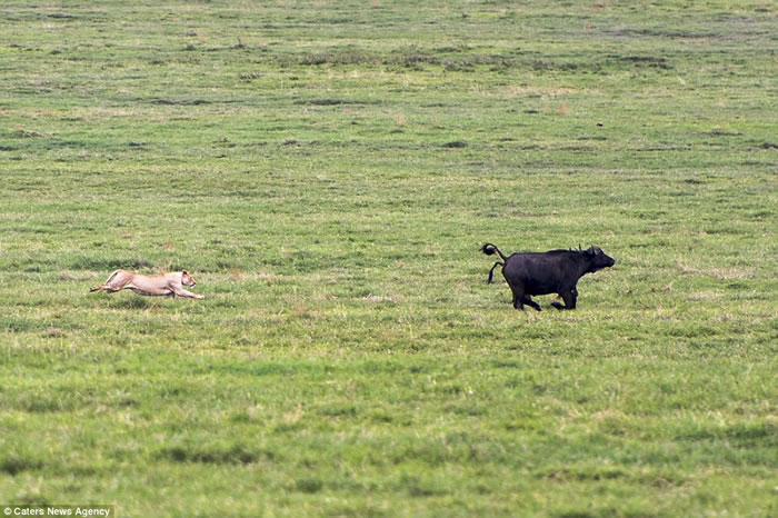 ̹ɣʨӱ벶һͷˮţΪͣϷһȺˮţ׷