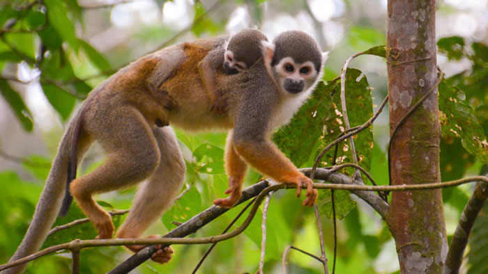 亚马逊雨林发现的新化石表明:猴子在4000万年前划着木筏从非洲抵达南美洲