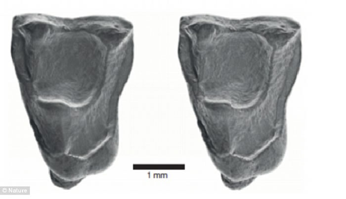 亚马逊雨林发现的新化石表明:猴子在4000万年前划着木筏从非洲抵达南美洲