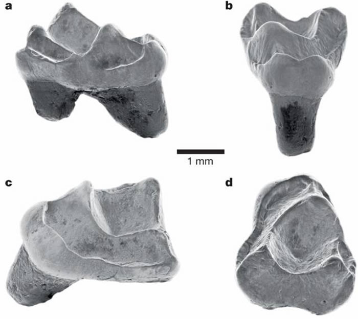 亚马逊雨林发现的新化石表明:猴子在4000万年前划着木筏从非洲抵达南美洲