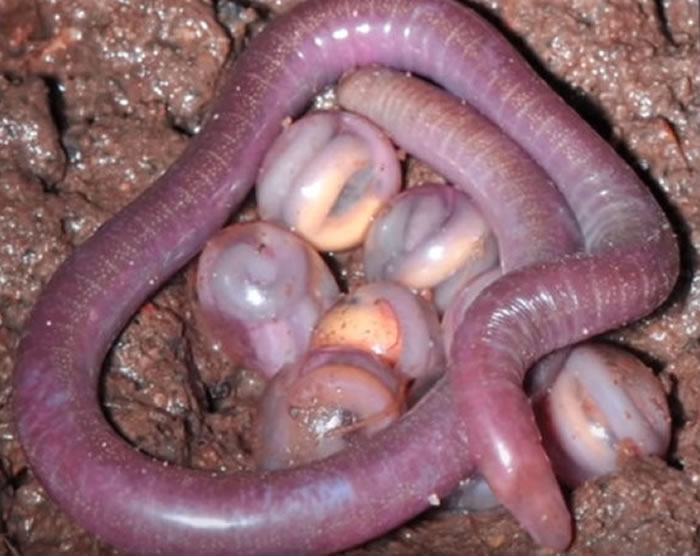 ӡ�ȷ��������������� ����Ϊ����ħ�����