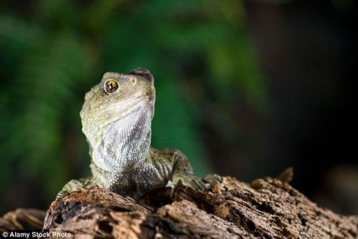 目前,英国动物园专家用38年才人工繁殖出刺背鳄蜥,据称,这种类似蜥蜴的爬行动物很难进行人工繁殖。