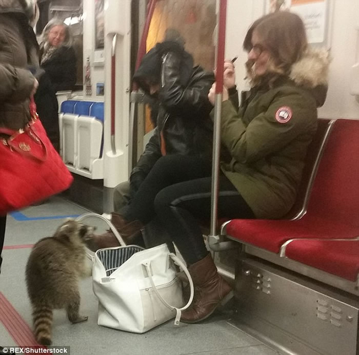 这位女士,现在开始验票哦!