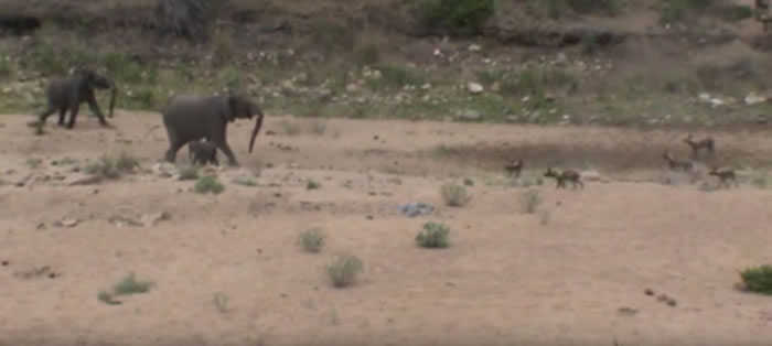 �Ϸ�Ӣ����������Ȼ������ĸ����������󱦱�����һȺ����ҰȮ�˺�