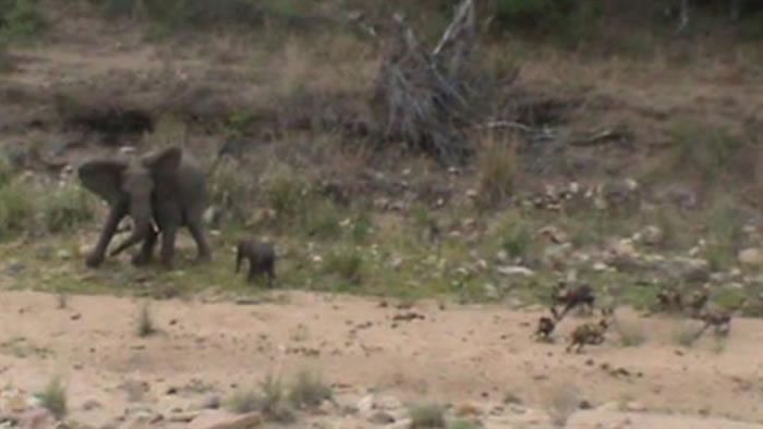 �Ϸ�Ӣ����������Ȼ������ĸ����������󱦱�����һȺ����ҰȮ�˺�