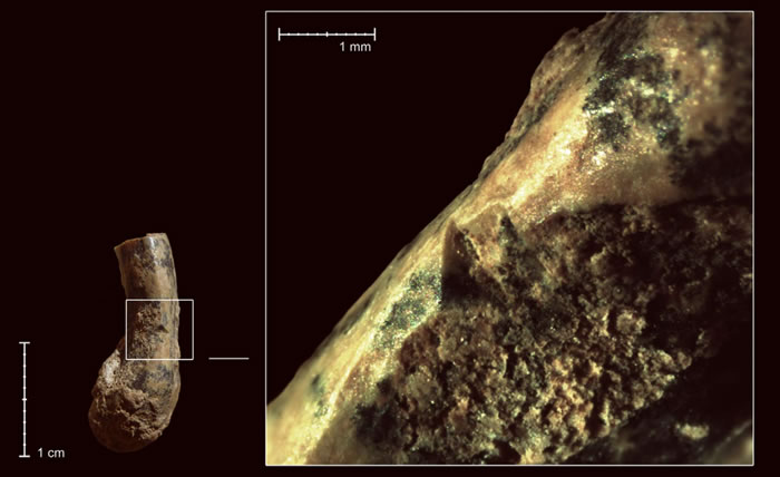 Qesem�����ֵ��ڹ��Źǻ�ʯ�ϵ���������ۼ�