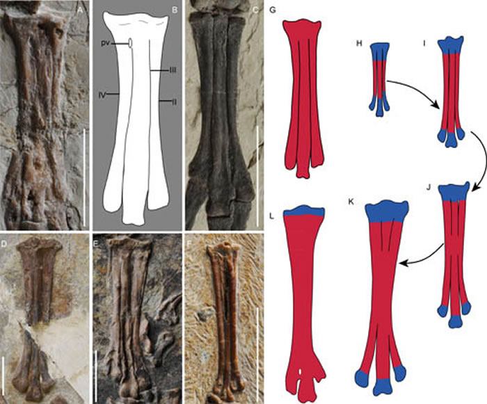 原始鸟类和现生鸟类跗蹠骨愈合示意图(王敏供图)