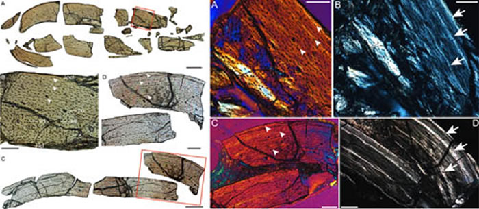 匙吻古喙鸟成年个体骨组织切片图(王敏供图)