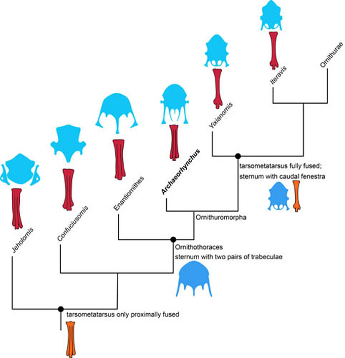 胸骨和跗蹠骨形态在原始鸟类的演化(王敏供图)