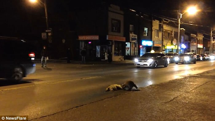 视频:加拿大浣熊过马路被车撞死,同伴抱尸体痛哭