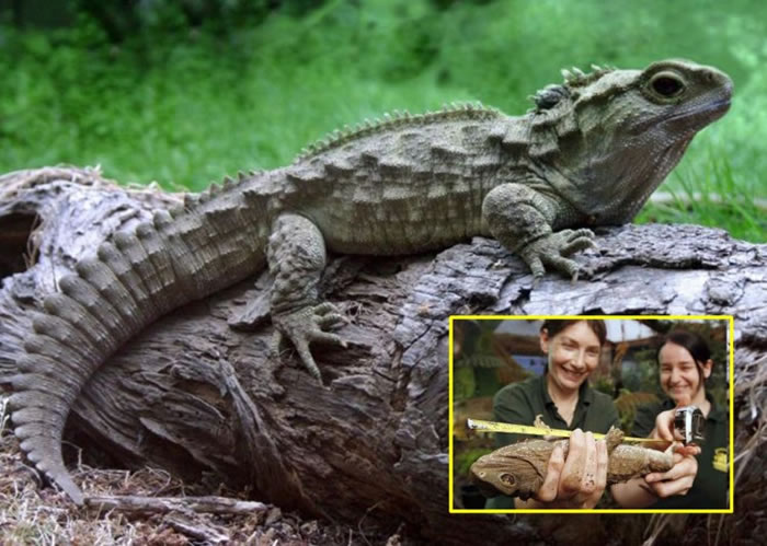 麦乔治(小图左)花了38年功夫,终为切斯特动物园培育出首只喙头蜥。