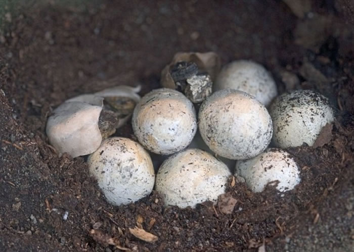 麦乔治要将受精的喙头蜥卵(图)放进孵卵器内孵化。