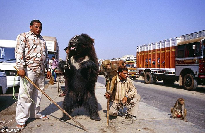 ȫ���׷��й�Ұ���������εı���ָ�����������ﱻ����׬Ǯ���ߡ�