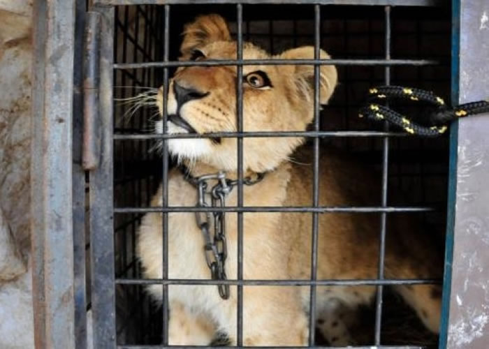 ʨ�ӱ��������ţ�״��ʹ�ࡣ