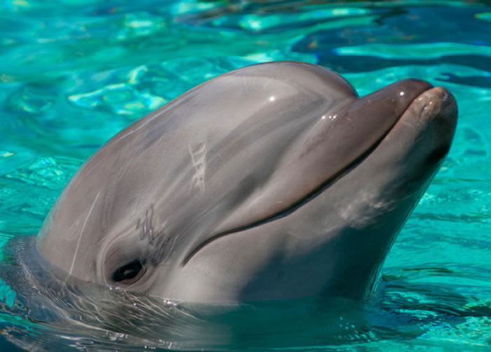 海豚的「笑脸」被称为是「自然界最大的谎言」;人造水池并不是它们的家,反而害惨了它。