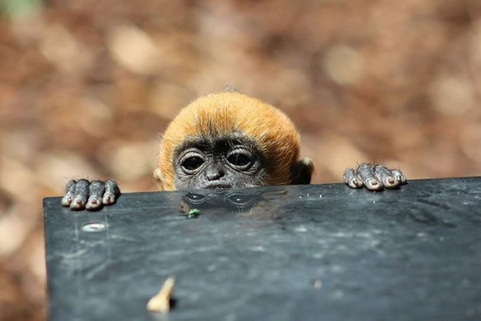 ȫ��ʣ��2ǧֻ������Ϥ�����ʼӶ���԰�ĺ�Ҷ��