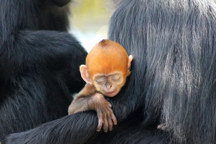 ȫ��ʣ��2ǧֻ������Ϥ�����ʼӶ���԰�ĺ�Ҷ��