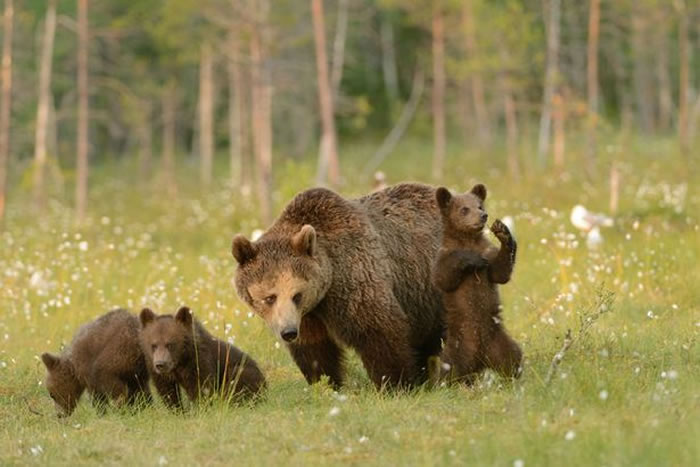 荷兰摄影师在芬兰捕捉到小棕熊“打太极”画面