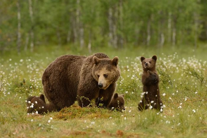 ������Ӱʦ�ڷ�����׽��С���ܡ���̫��������