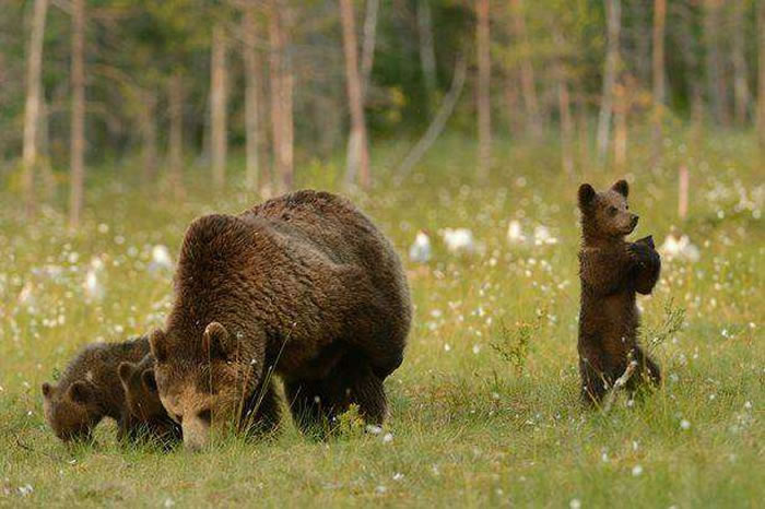 ������Ӱʦ�ڷ�����׽��С���ܡ���̫��������