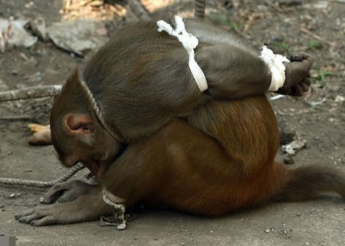 猕猴被五花大绑,放到街上示众。