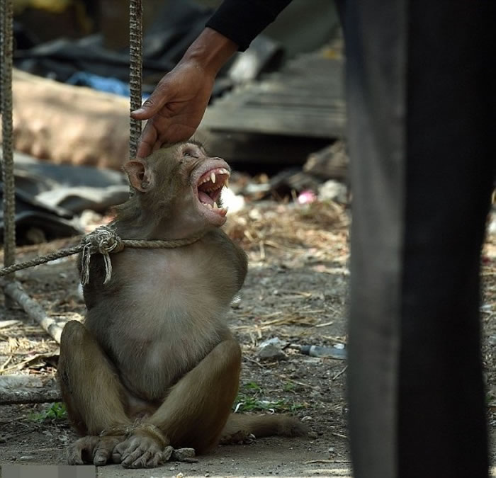 有人伸手摸猕猴的头,它立即露齿相向。