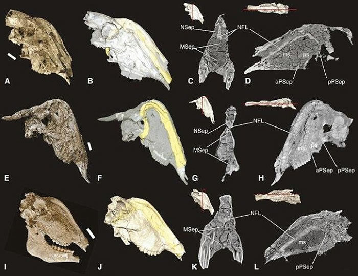 Rusingoryx独特鼻腔竟然与卵生类动物鸭嘴龙的鼻腔相似