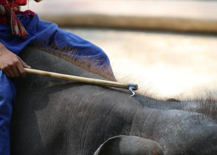 ������ţ���ô��������塣