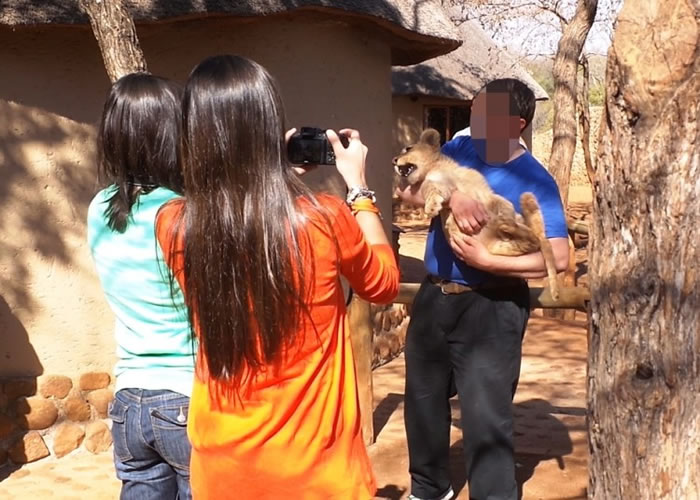 Сʨ�ӳ���δ�����±㱻�ȸ�ĸʨ���롣