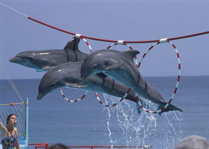 ���౻ѵ�������ݣ��������ѹ������ļ�����