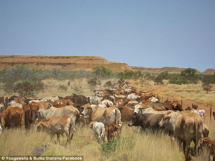 ��������Сţ�������ϳ����Ĵ����ǵ�ͼ