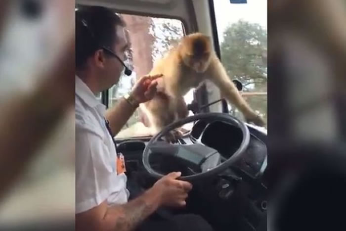 西班牙顽皮猴子搭乘顺风车并趁机“掠夺”司机午餐的搞笑视频在网上流传