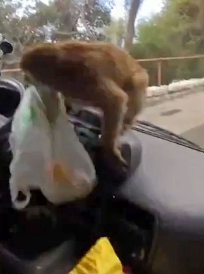 西班牙顽皮猴子搭乘顺风车并趁机“掠夺”司机午餐的搞笑视频在网上流传