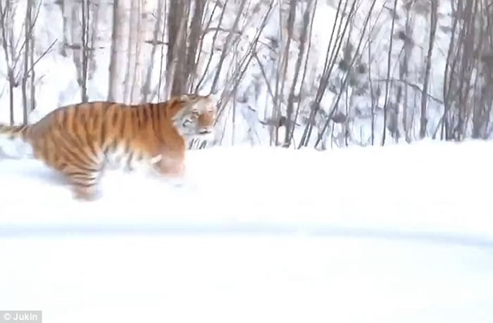 俄罗斯男子驾车穿越乡间公路惹恼野生老虎被追逐