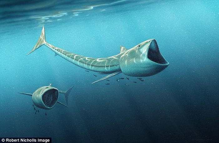 发现史前巨鱼新物种:9200万年前白垩纪时代的巨嘴硬骨鱼(Rhinconichthys)