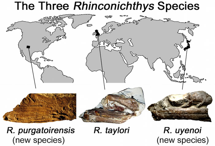 发现史前巨鱼新物种:9200万年前白垩纪时代的巨嘴硬骨鱼(Rhinconichthys)
