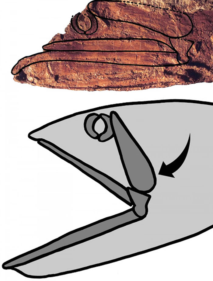 ʷǰ֣9200ǰѼʱľӲ㣨Rhinconichthys