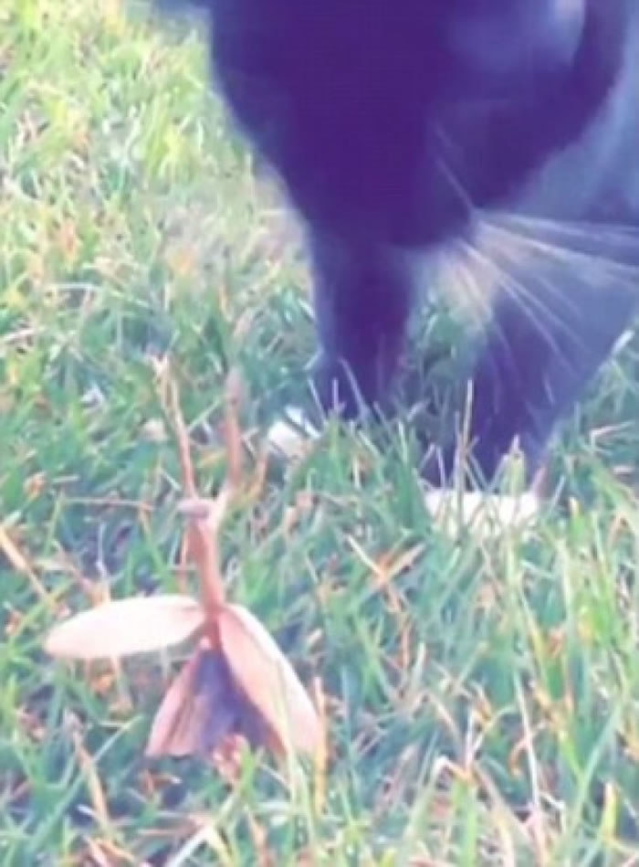 ������èצ��������뷴��һ��KO