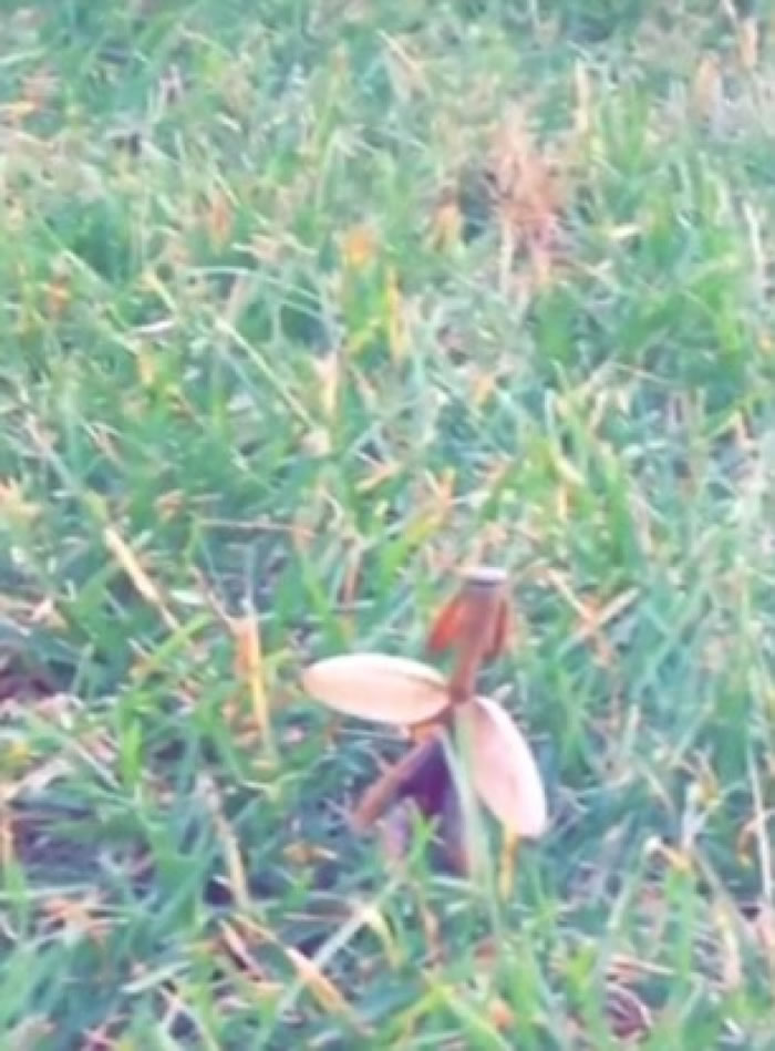 ������èצ��������뷴��һ��KO