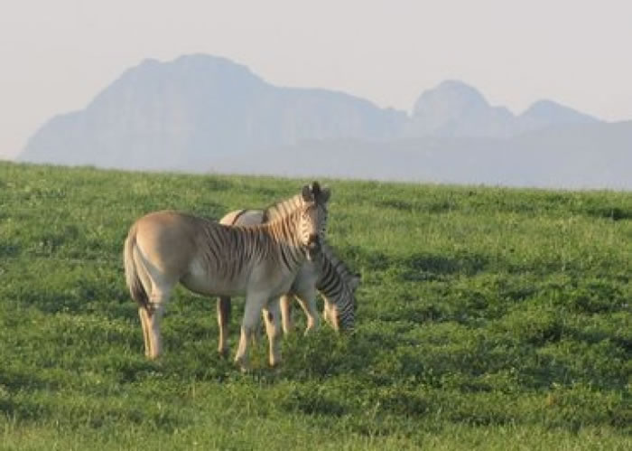 斑驴后腿没有条纹。