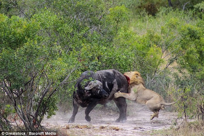 Ϸǿ³ҹ԰ˮţ̴̥ʨ