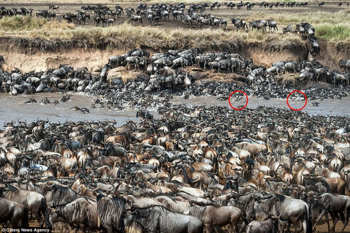 ��������������8��ţ���Ǩ�� ����������Ⱥ���ܲ����ҵ���