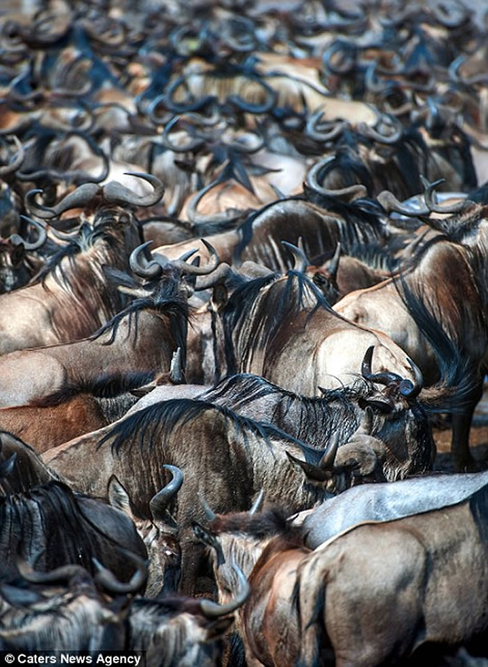 ��������������8��ţ���Ǩ��